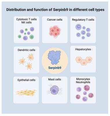 The biological function of Serpinb9 and Serpinb9-based therapy